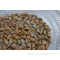 Frozen Cooked Mussel Meat At Lower Price